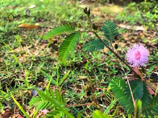 Close-up of a Mimosa Pudica Flower in a Natural Setting
