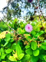 Close-up of a Mimosa Pudica Flower in a Natural Setting