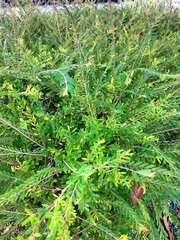 Close-up of a lush, green shrub with vibrant foliage and textured leaves