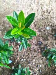 Close-up of a young green plant growing in the garden.