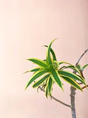 Close-up of a Variegated Dracaena Reflexa Plant