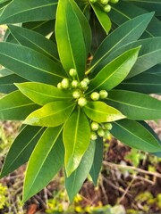 Close-up of vibrant green leaves and buds of a plant.