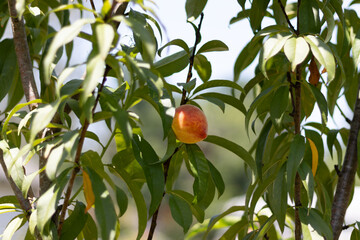 Peach ripens on a new tree in organic homestead orchard in the spring.  Self sufficiency and farming.