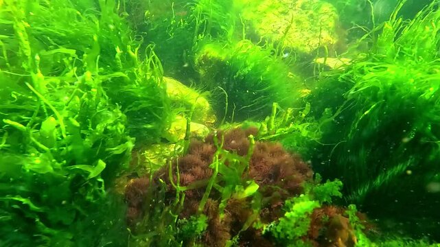 Underwater life, green algae Enteromorpha and red algae Porphyra and Ceramium sway on stones