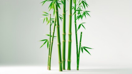 green bamboo on its own