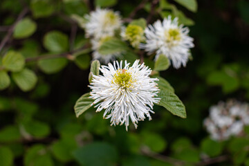 Fothergilla major (large witch alder or mountain witch alder) flowers blooming in garden