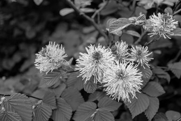 Fothergilla major (large witch alder or mountain witch alder) flowers blooming in garden in black and white