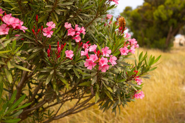Oleander, egzotyczne różowe kwiaty, letni egzotyczny ogród, tropikalny krzew z różowymi kwiatami, rozmyte tło, zbliżenie makro, Tunezja, © anettastar
