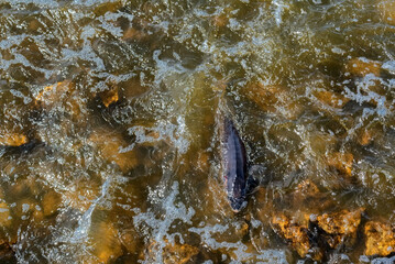 Lake Sturgeon Spawning At The Fox River Dam And Rapids At De Pere, Wisconsin, In Spring