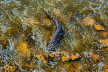 Lake Sturgeon Spawning At The Fox River Dam And Rapids At De Pere, Wisconsin, In Spring