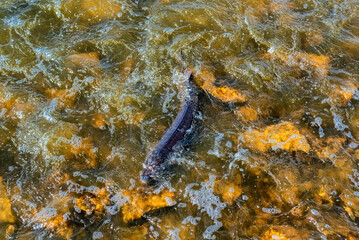 Lake Sturgeon Spawning At The Fox River Dam And Rapids At De Pere, Wisconsin, In Spring