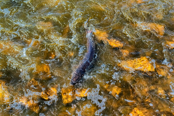 Lake Sturgeon Spawning At The Fox River Dam And Rapids At De Pere, Wisconsin, In Spring