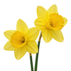 Two yellow daffodils isolated on transparent background