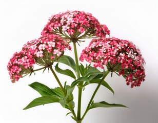 red valerian clusters of small red pink or white flowers on tall stems adding color to gardens isolated on clear white background highly detailed