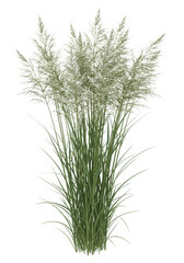 Fototapeta premium Ornamental grass plume plant isolated on transparent background