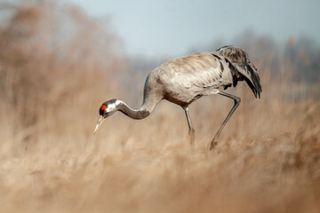 Żuraw, Grus grus
