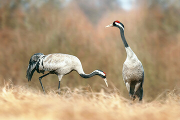 Żuraw, Grus grus