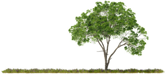 large tree isolated on a grass floor hq arch viz cutout plant