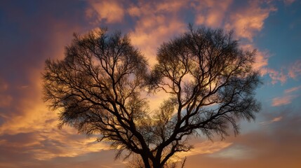 tree silhouette in heart shape, beautiful sunset sky, dramatic clouds, nature landscape, intricate branch details, cinematic lighting, soft focus, fantasy, dreamlike, ethereal
