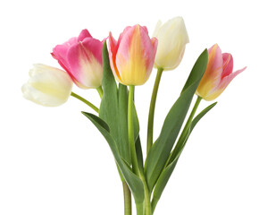 Fototapeta premium Many beautiful colorful tulips isolated on white