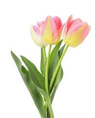 Three beautiful colorful tulips isolated on white