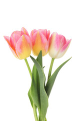 Three beautiful colorful tulips isolated on white