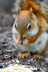 squirrel eating nut