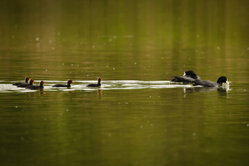 Moorhens and their chicks on the lake.