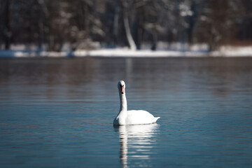 White swan on the lake.