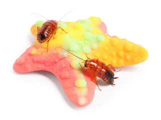 Cockroaches crawling on gummy candy against white background