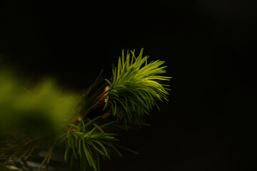 Spring wet forest after rain.