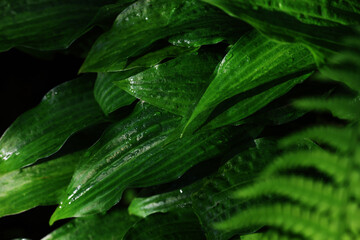 Spring wet forest after rain.