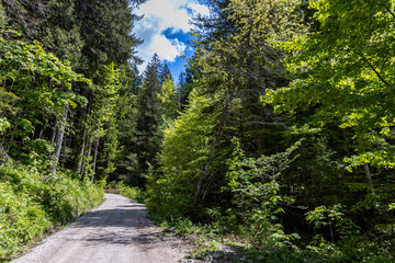 Fototapeta premium Forest path in the Alps surrounded by green trees in May