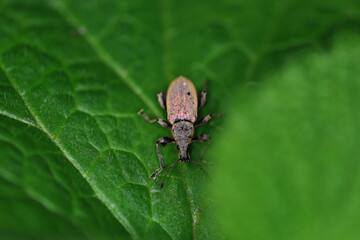 Chafer on a leaf. Macro photo.