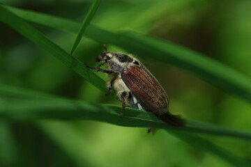 Chafer on a leaf. Macro photo.