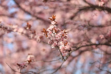 Sakura tree blossom in spring.