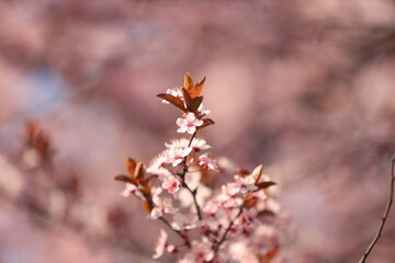 Sakura tree blossom in spring.