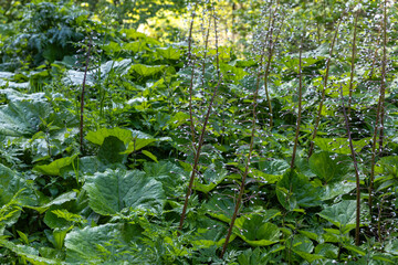Various green forest alpine plants in May evening