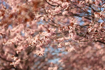 Sakura tree blossom in spring.