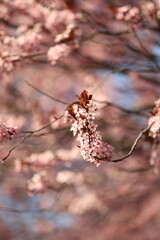 Sakura tree blossom in spring.