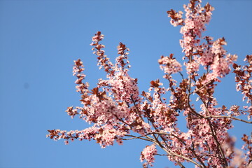 Sakura tree blossom in spring.
