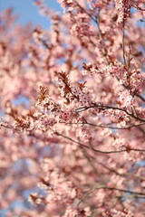 Sakura tree blossom in spring.