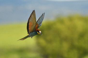 abejarucos en primavera