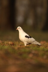 Pigeon in the spring forest.