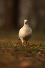 Pigeon in the spring forest.