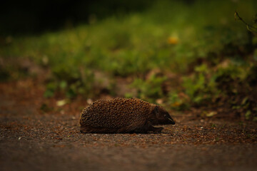  Hedgehog in the wild forest.