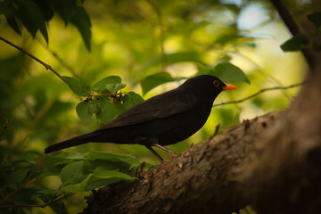 Starling in the wild forest