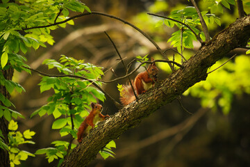 Squirrel in the spring forest.