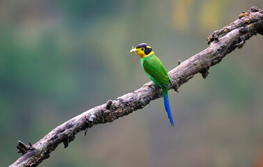 Long-tailed broadbill