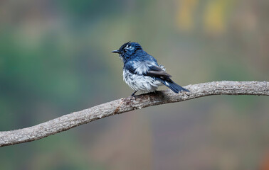 Ultramarine flycatcher